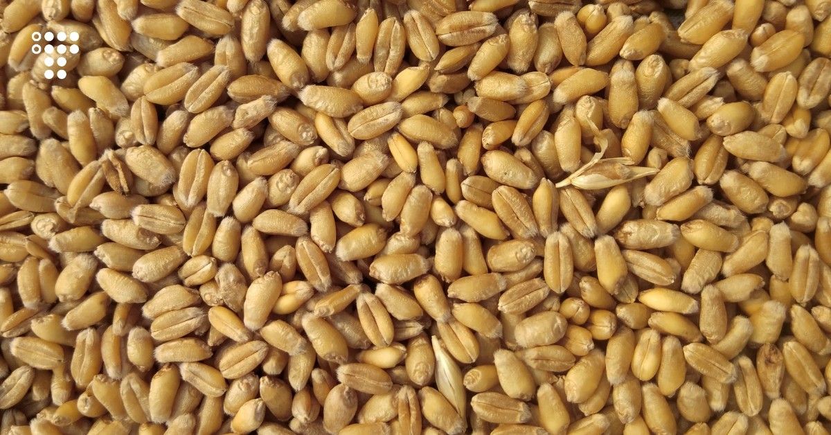 Окупанти вкрали 2 тисячі тонн зерна у Запорізькій області, СБУ почало розслідування