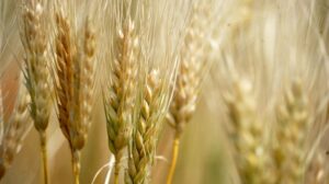Аксьонов зізнався, що росіяни продають у Севастополі крадене зерно