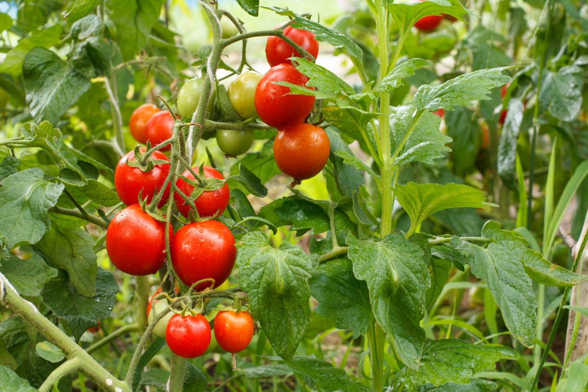 Фермери з Мелітополя тоннами викидають помідори: росіяни не дають вивозити овочі