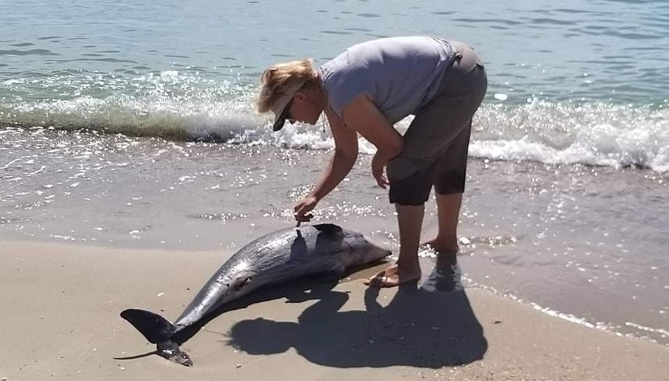 На Одещині продовжують знаходити трупи дельфінів, загиблих внаслідок військової агресії РФ